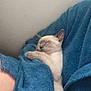 animal, blue_blanket, comfort, cozy, cute, domestic_animal, fur, indoor, kitten, mammal, peaceful, pet, relaxation, resting, sleeping, small, snuggling, soft_texture, warm, young