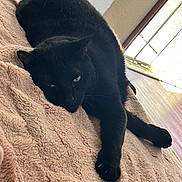 Kotoko is registered to the contest to win money with this photo: animal, black_cat, blanket, cat, cozy, feline, fur, green_eyes, home, indoor, lazy, paw, pet, relaxing, resting, soft_texture, stretching, sunlight, window, wooden_floor