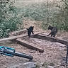 outdoor, nature, black_cat, cat, bicycle, wood, dirt, grass, plants, fence, animal, pet, blur, rustic, exploring, two_cats, ground, daytime, walking, wildlife