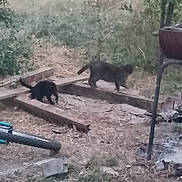 Rominet a rejoint le concours — aidez-le/la à gagner de superbes lots ! cat, outdoor, grass, wooden_planks, bicycle_tire, nature, animal, pet, feline, yard, ground, tree, plant, blurred, daytime, walking, two_cats, dirt, leaf, bush
