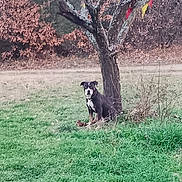 Tanka a rejoint le concours — aidez-le/la à gagner de superbes lots ! dog, tree, grass, flags, autumn, outdoor, nature, animal, pet, brown, green, field, sitting, leaves, trunk, colorful, rural, scenery, daylight, canine