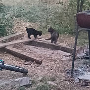 Minette a rejoint le concours — aidez-le/la à gagner de superbes lots ! cat, outdoor, grass, wood, planks, nature, animal, small_cat, two_cats, greenery, rustic, ground, dirt, tree, metal_structure, exploring, pets, feline, yard, playful