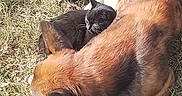 Karnage a rejoint le concours — aidez-le/la à gagner de superbes lots ! dog, cat, grass, outdoor, animal, pet, snuggling, brown, black, white, fur, sunlight, nature, resting, companion, cute, friendship, relaxation, sleeping, grassland