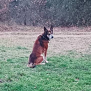 Karnage a rejoint le concours — aidez-le/la à gagner de superbes lots ! dog, animal, outdoor, grass, field, sitting, nature, canine, pet, brown, fur, ears, looking_back, vegetation, shrub, calm, daylight, landscape, mammal, wildlife
