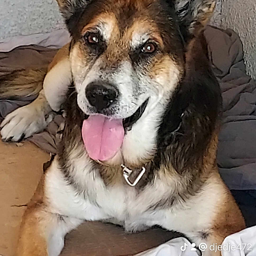 Karnage participe au concours pour gagner de l'argent avec cette photo : dog, tongue_out, pet, animal, indoor, bed, blanket, toy, happy, cute, fur, ears, collar, relaxed, smiling, canine, laying_down, domestic_animal, closeup, face