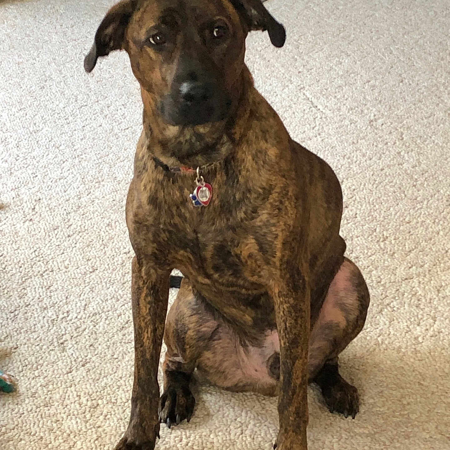 Titus Walton joined the competition — help win amazing prizes! animal, brindle, calm, canine, carpet, collar, companion, dog, domestic, ears, face, fur, home, indoor, looking, paw, pet, quiet, sitting, tag