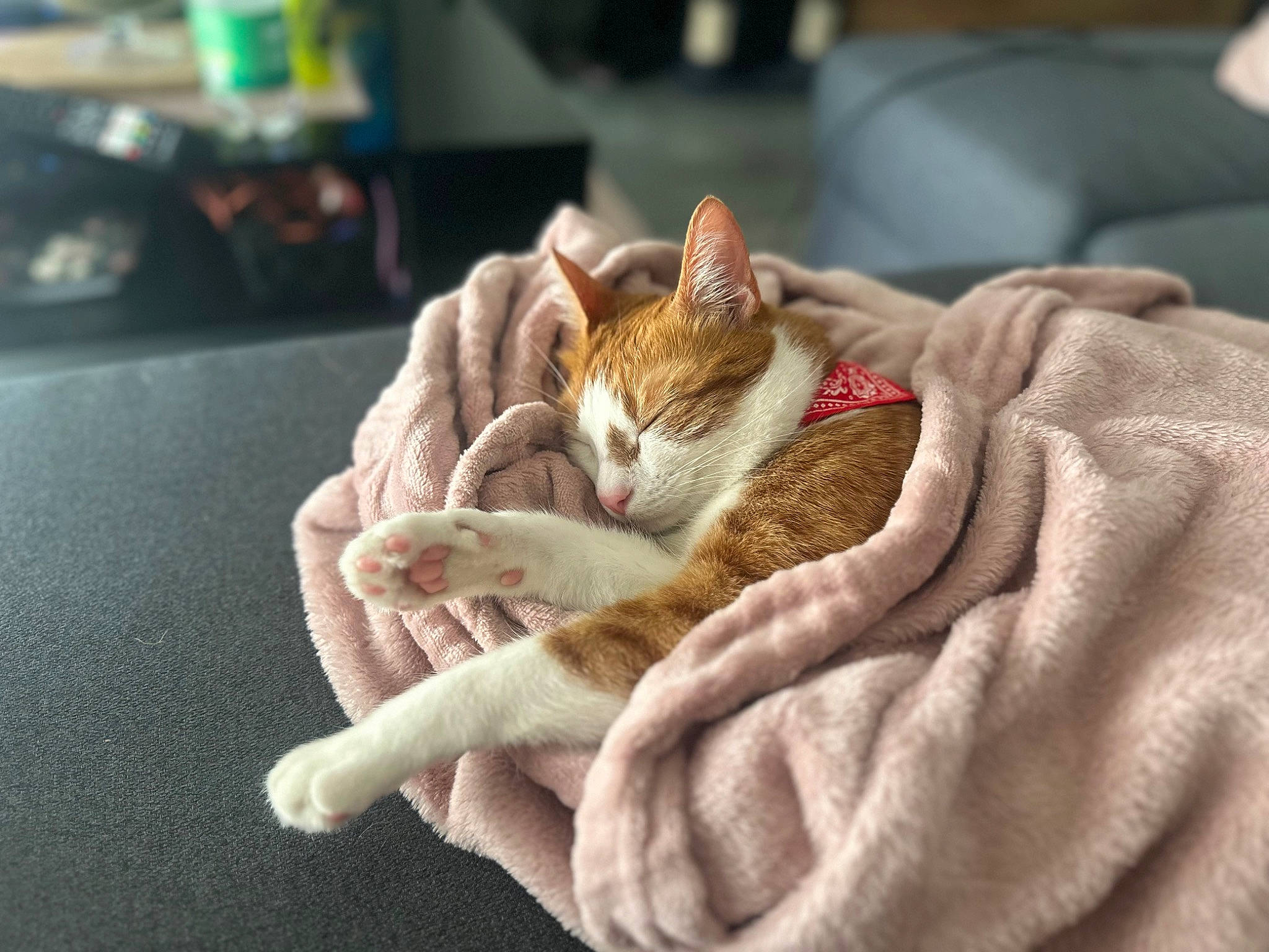 Twix participe au concours pour gagner de l'argent avec cette photo : blanket, carnivore, cat, claw, comfort, domestic_short_haired_cat, fawn, felidae, fur, linens, paw, sitting, small_to_medium_sized_cats, tail, textile, whiskers