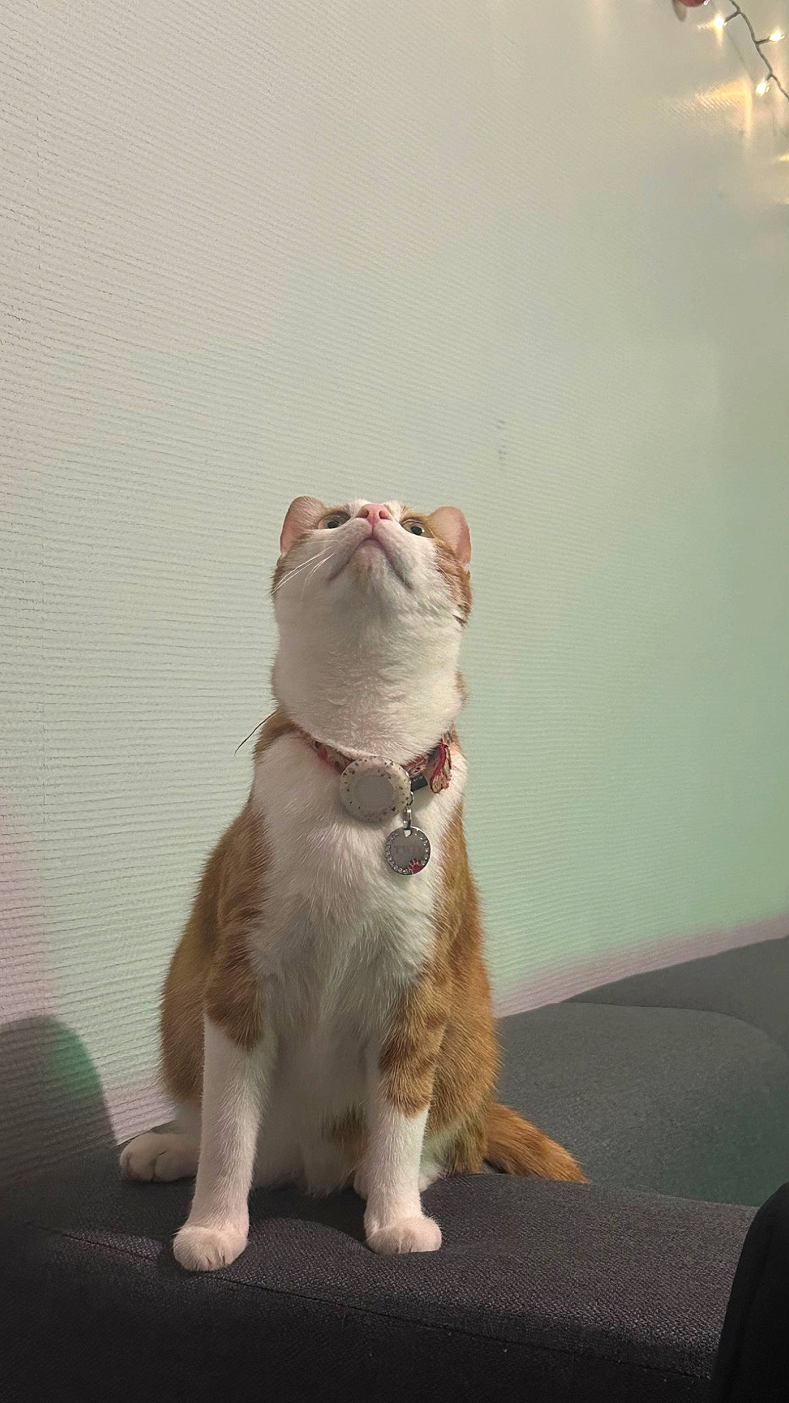 Twix participe au concours pour gagner de l'argent avec cette photo : carnivore, cat, claw, domestic_short_haired_cat, fawn, felidae, flooring, foot, fur, human_body, human_leg, paw, plant, small_to_medium_sized_cats, snout, tail, terrestrial_animal, whiskers, window, wood