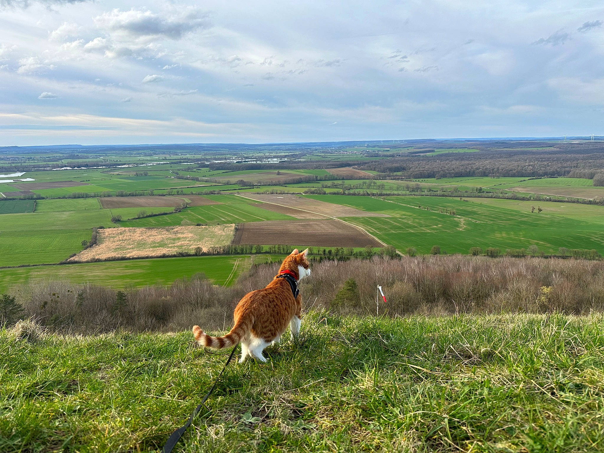 Twix participe au concours pour gagner de l'argent avec cette photo : agriculture, carnivore, cloud, cumulus, dog, dog_breed, fawn, field, grass, grassland, hill, horizon, landscape, meadow, natural_landscape, pasture, plant, plateau, prairie, sky