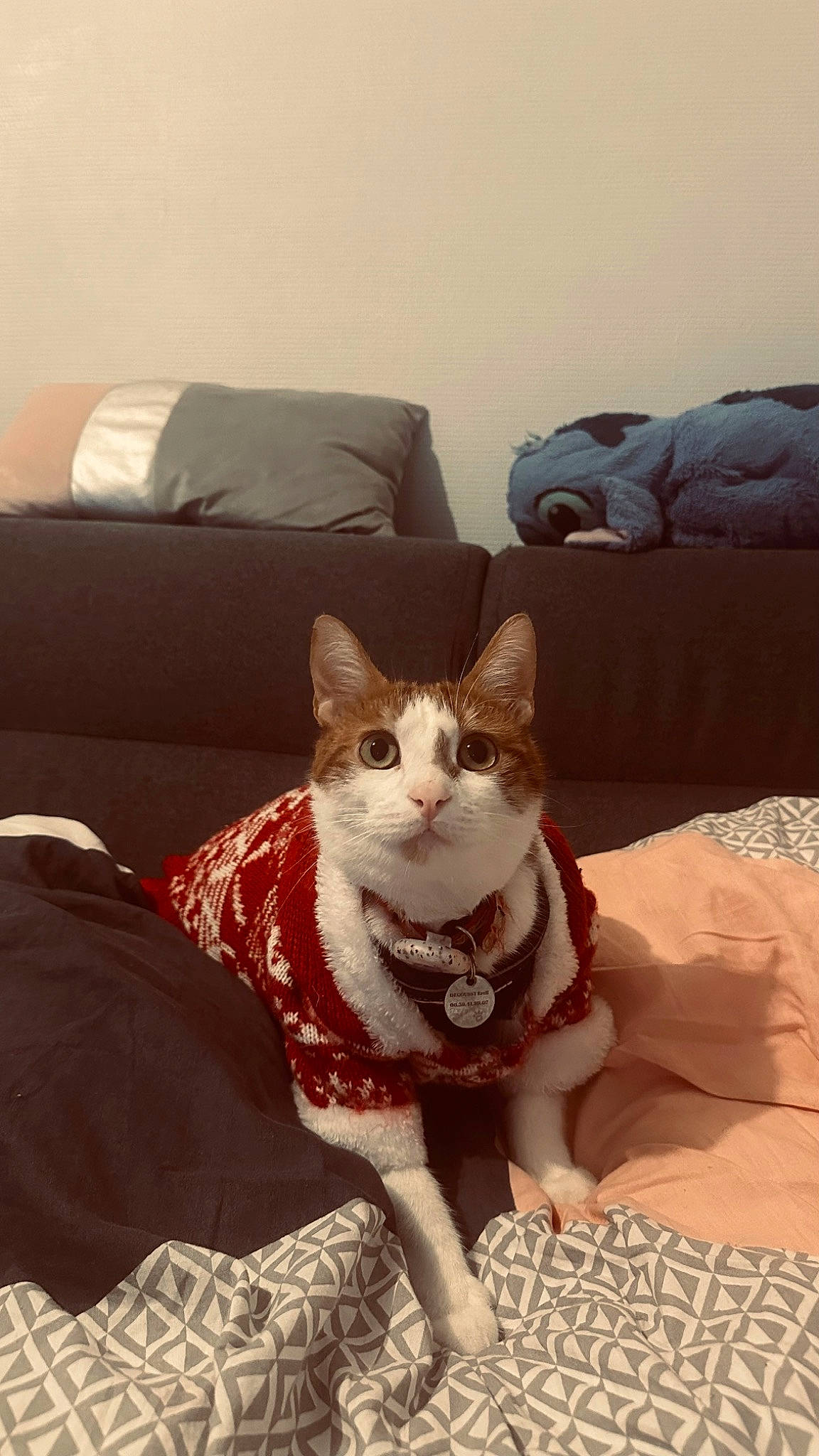 Twix participe au concours pour gagner de l'argent avec cette photo : bedding, carnivore, cat, comfort, couch, domestic_short_haired_cat, fawn, felidae, flooring, grey, human_leg, linens, pillow, room, small_to_medium_sized_cats, snout, tail, textile, whiskers, wood