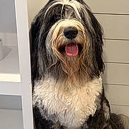 Odie joined the competition — help win amazing prizes! dog, black_and_white, fluffy, shaggy, tongue_out, sitting, happy, indoor, shelf, fur, pet, canine, closeup, portrait, animal, companion, cute, friendly, home, background