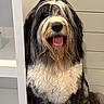 dog, black_and_white, fluffy, shaggy, tongue_out, sitting, happy, indoor, shelf, fur, pet, canine, closeup, portrait, animal, companion, cute, friendly, home, background