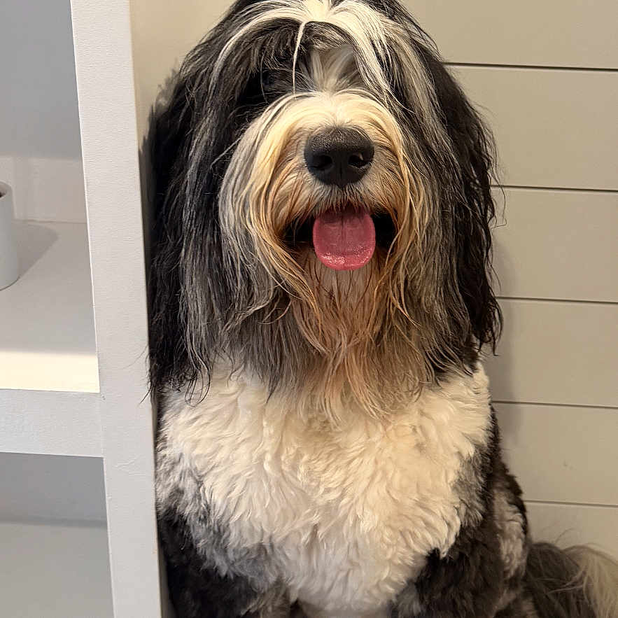 Odie joined the competition — help win amazing prizes! dog, black_and_white, fluffy, shaggy, tongue_out, sitting, happy, indoor, shelf, fur, pet, canine, closeup, portrait, animal, companion, cute, friendly, home, background