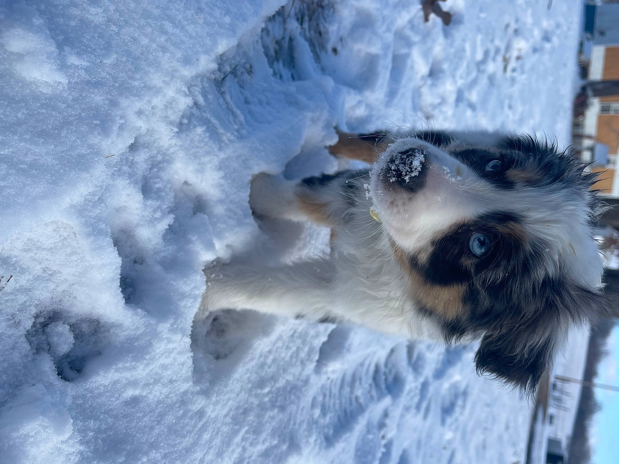 Harper Faye is registered to the contest to win money with this photo: canidae, carnivore, dog, dog_breed, freezing, fur, paw, snow, sporting_group, tail, whiskers, wildlife, window, winter
