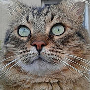Zebulon a rejoint le concours — aidez-le/la à gagner de superbes lots ! cat, close_up, tabby, fluffy, whiskers, green_eyes, animal, pet, feline, outdoor, fur, face, portrait, cute, mammal, nature, nose, ears, background