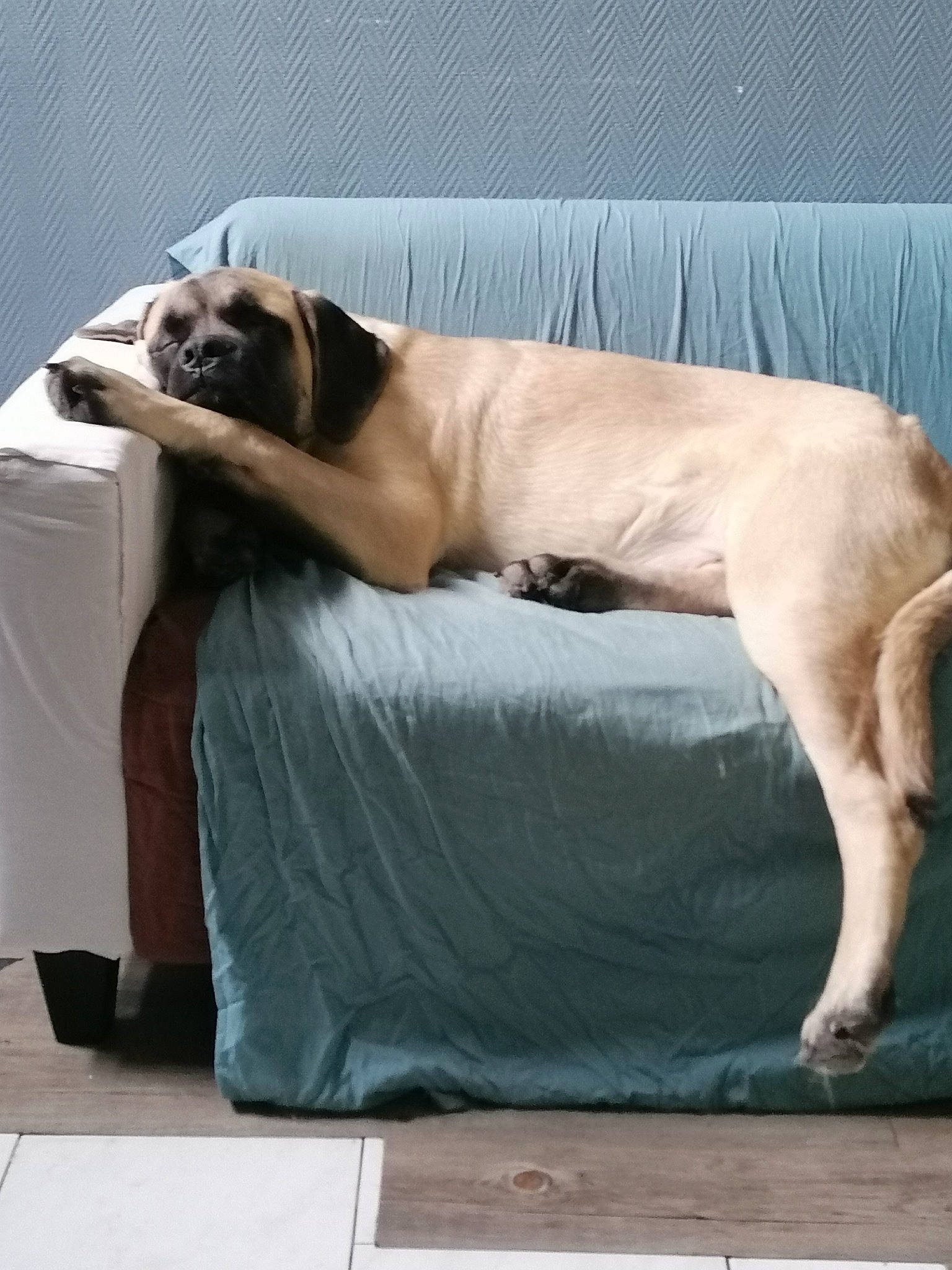 Butkus participe au concours pour gagner de l'argent avec cette photo : black_mouth_cur, boerboel, bullmastiff, canidae, carnivore, companion_dog, dog, dog_breed, english_mastiff, fawn, guard_dog, pug, sporting_group