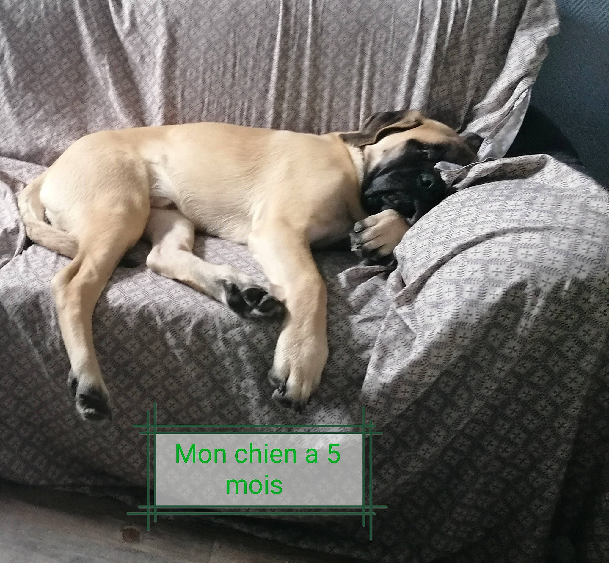 Butkus participe au concours pour gagner de l'argent avec cette photo : black_mouth_cur, canidae, carnivore, companion_dog, dog, dog_breed, fawn, photo_caption, pug, puppy, snout, whippet