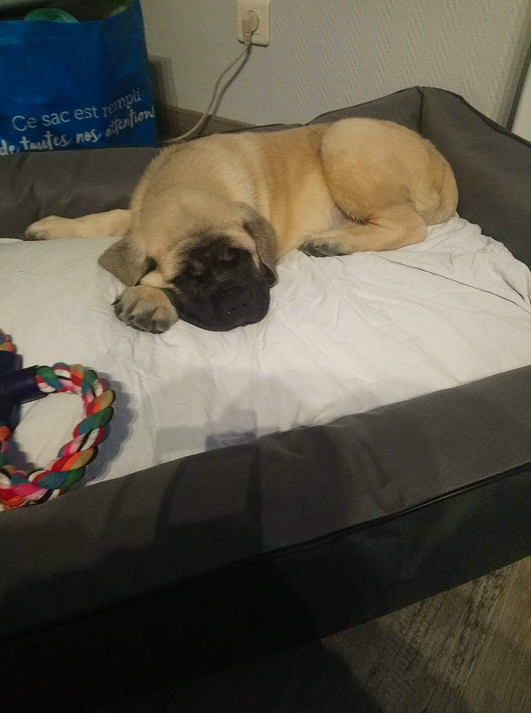 Butkus participe au concours pour gagner de l'argent avec cette photo : boerboel, bullmastiff, canidae, carnivore, comfort, companion_dog, dog, dog_bed, dog_breed, english_mastiff, fawn, furniture, nap, pug, puggle, puppy, sleep, snout, sporting_group, toy_dog