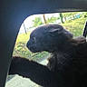 cat, black_cat, car, window, paw, outdoor, sunlight, roadside, greenery, animal, pet, fur, side_profile, nature, daytime, travel, vehicle_interior, curiosity, portrait, leisure