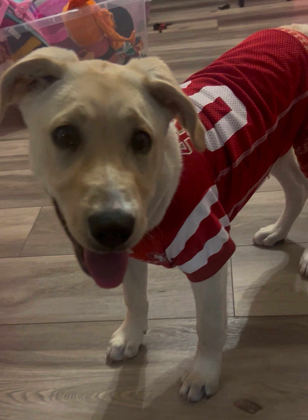 Sugar is registered to the contest to win money with this photo: dog, puppy, pet, indoor, floor, wooden_floor, red_jersey, clothing, tongue_out, playful, animal, cute, young_dog, toy, background, home, happy, mammal, canine, looking_at_camera