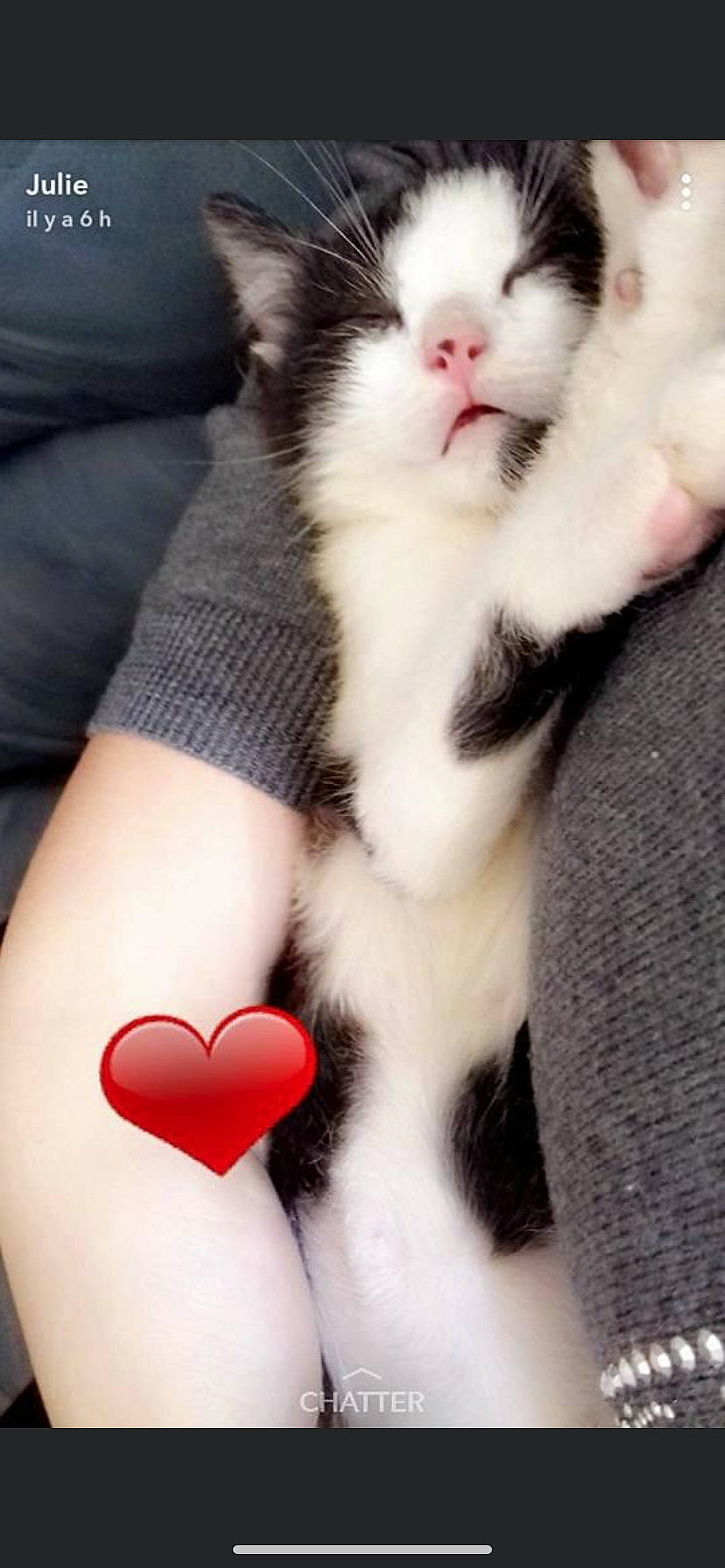 Crapule participe au concours pour gagner de l'argent avec cette photo : arm, carnivore, cat, comfort, elbow, felidae, foot, gesture, human_body, human_leg, knee, lap, leg, nail, small_to_medium_sized_cats, tail, thigh, whiskers, white, wrist