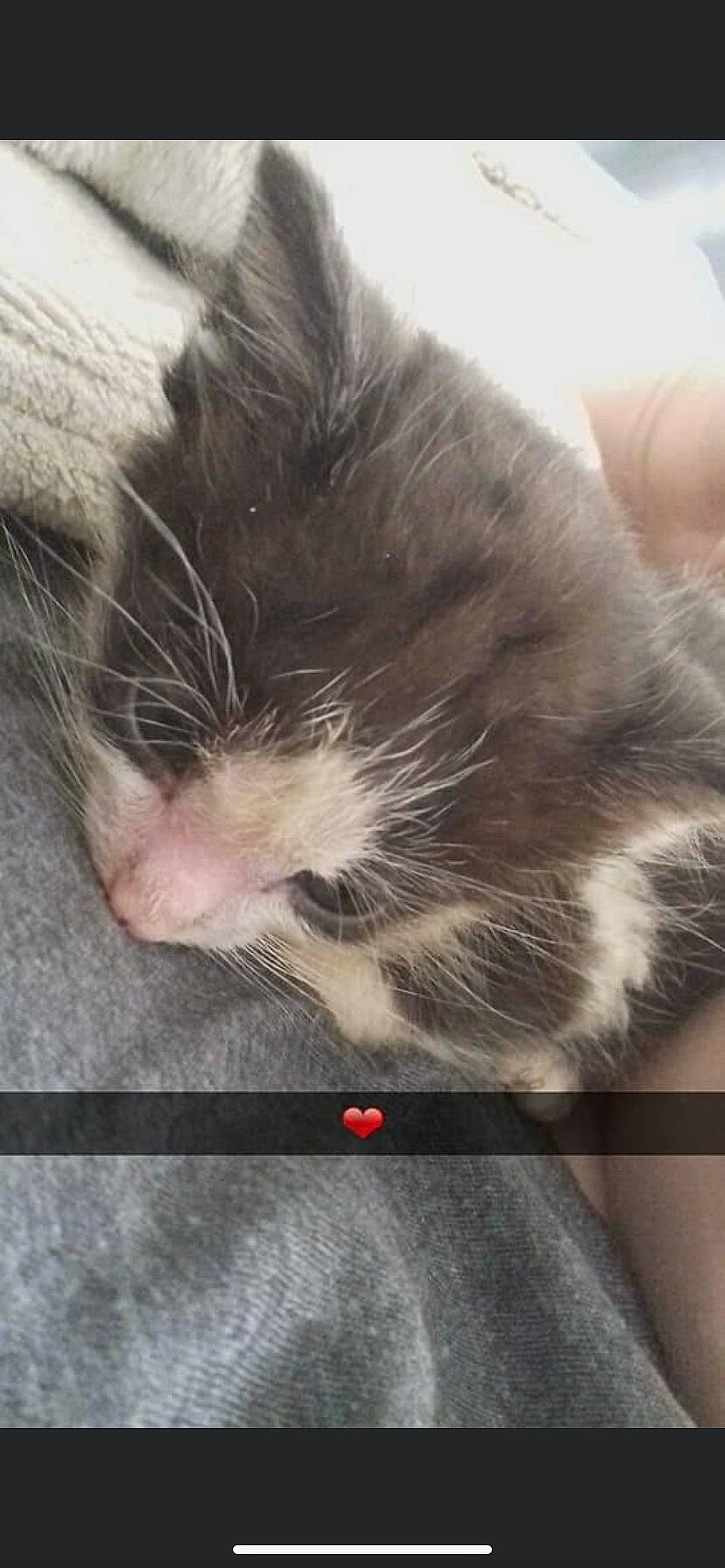 Crapule a rejoint le concours — aidez-le/la à gagner de superbes lots ! canidae, carnivore, cat, claw, comfort, dog_breed, eye, felidae, foot, fur, human_leg, line, nap, paw, rodent, small_to_medium_sized_cats, snout, sporting_group, tail, whiskers