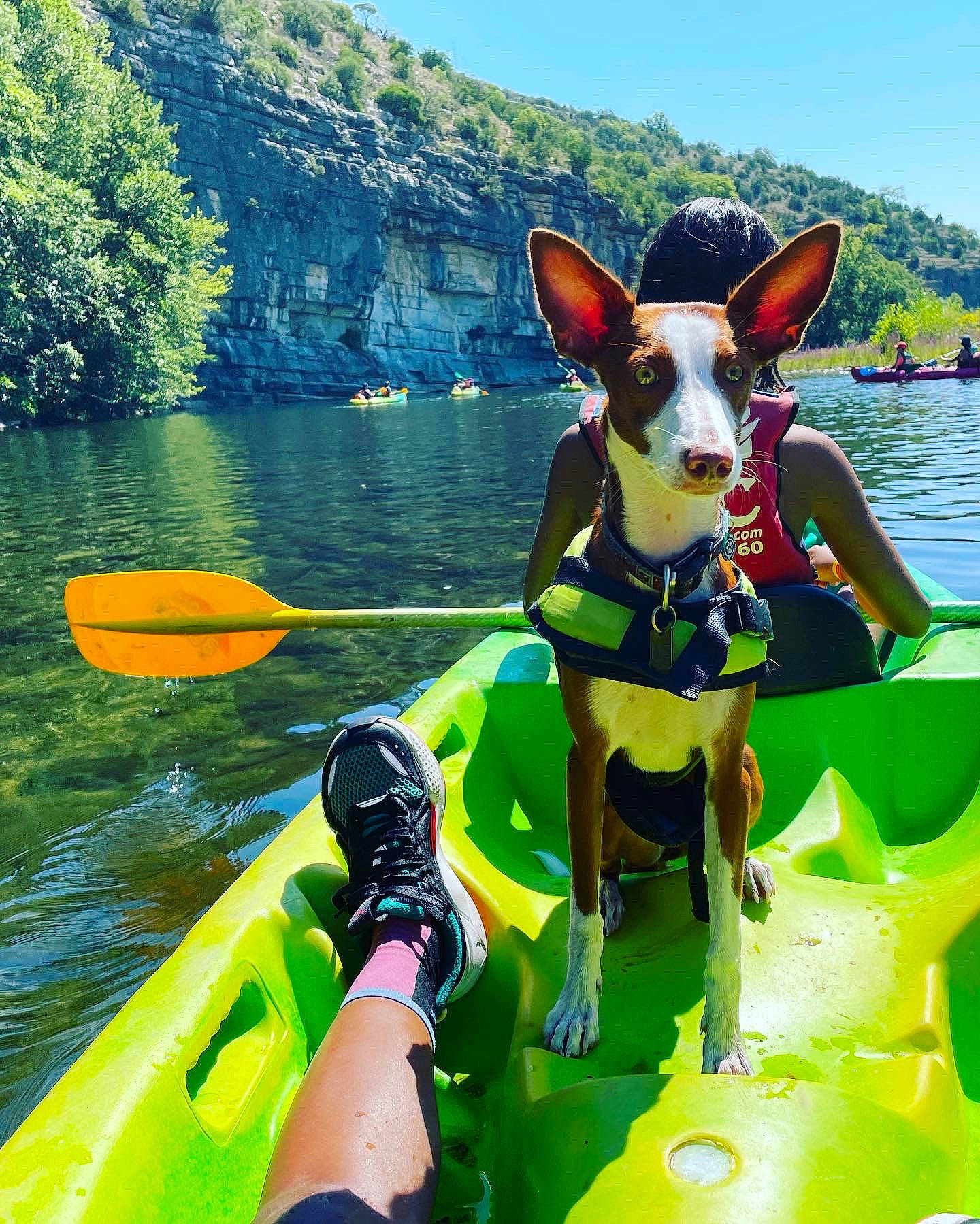 Billie a rejoint le concours — aidez-le/la à gagner de superbes lots ! boat, boats_and_boating_equipment_and_supplies, carnivore, companion_dog, dog, dog_breed, dog_supply, fawn, fun, green, lake, leisure, lifejacket, outdoor_recreation, personal_protective_equipment, recreation, sky, travel, tree, water