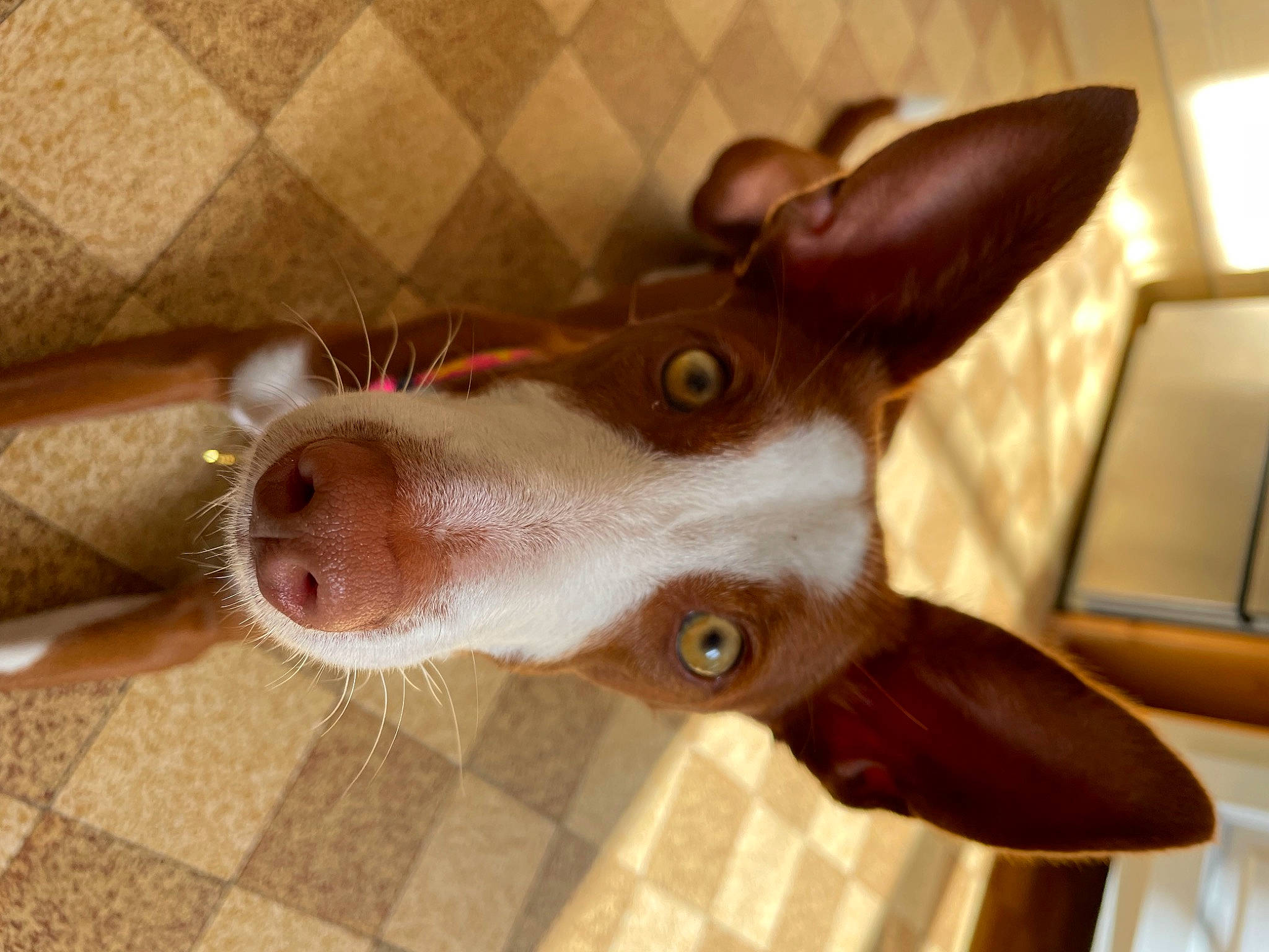 Billie a rejoint le concours — aidez-le/la à gagner de superbes lots ! canidae, carnivore, companion_dog, dog, dog_breed, ear, fawn, felidae, flooring, fur, liver, musical_instrument, small_to_medium_sized_cats, snout, sporting_group, tail, whiskers, window, wood, working_animal