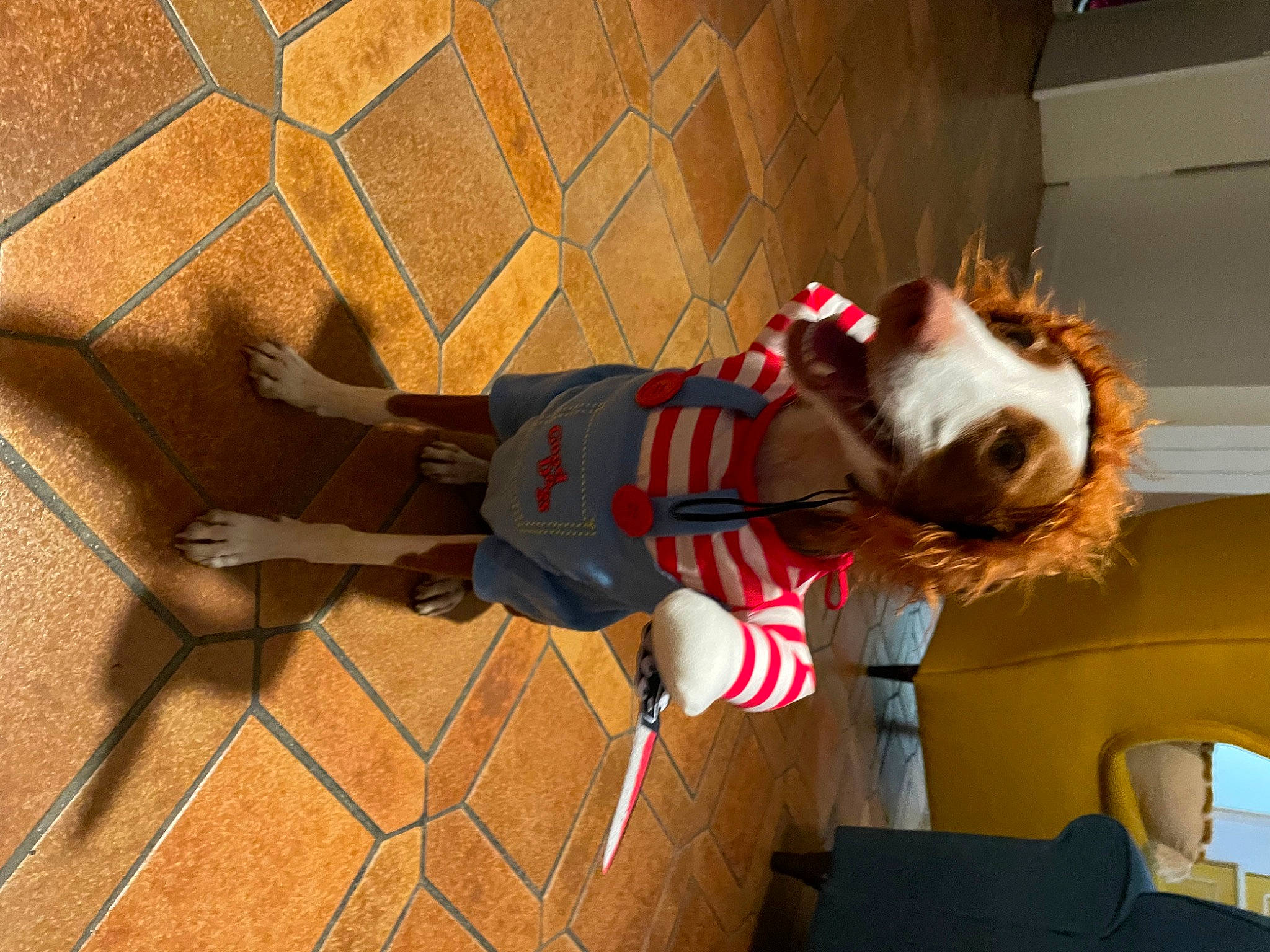 Billie a rejoint le concours — aidez-le/la à gagner de superbes lots ! carmine, companion_dog, dog_breed, dog_supply, flooring, fun, fur, pattern, shadow, wood