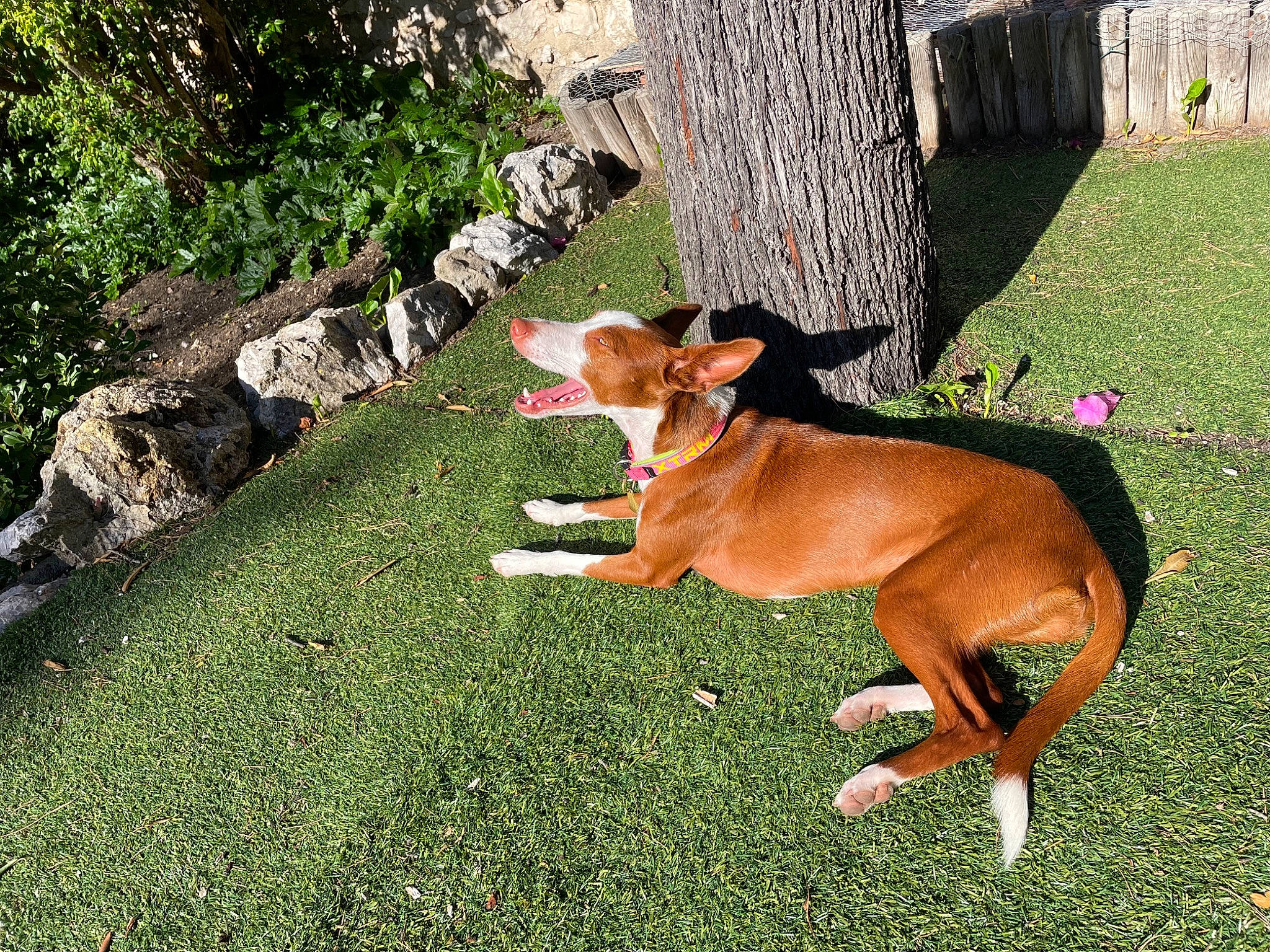 Billie a rejoint le concours — aidez-le/la à gagner de superbes lots ! basenji, carnivore, collar, companion_dog, dog, dog_breed, dog_collar, dog_sports, dog_supply, fawn, grass, groundcover, hound, plant, sighthound, tail, tree, trunk, wood, working_animal