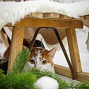 Percy a rejoint le concours — aidez-le/la à gagner de superbes lots ! animal, cat, closeup, cozy, curious, eyes, feline, fur, greenery, hidden, holiday_decor, indoor, orange_and_white_cat, peeking, pet, pine_branches, playful, whiskers, white_ornament, wooden_bench