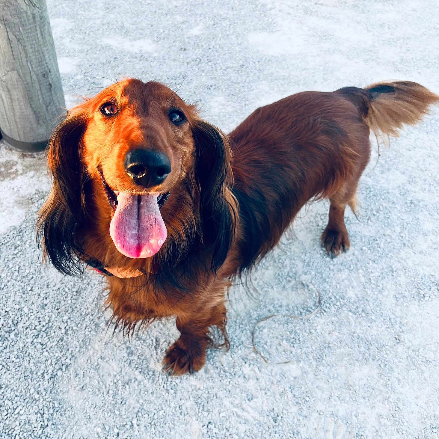 Pacman participe au concours pour gagner de l'argent avec cette photo : animal, bodypart, canine, cockerspaniel, dog, goldenretriever, grass, hound, leash, mouth, path, person, pet, plant, puppy, sidewalk, snout, terrier, tongue, tree
