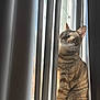 Tatoonie is registered to the contest to win money with this photo: cat, cozy, curious, domestic_animal, ears, fur, green_eyes, indoor, looking_up, pet, portrait, shadow, stripes, sunbeam, sunlight, tabby_cat, vertical_blinds, whiskers, window, windowsill