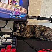 Kashyyyk joined the competition — help win amazing prizes! cable, cat, computer, curious, desk, fur, gaming_mouse, gaming_setup, indoor, keyboard, looking_at_camera, monitor, monitor_stand, mouse, paw, pet, screen, tortoiseshell_cat, video_game, wall