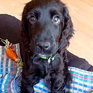 Iggy a rejoint le concours — aidez-le/la à gagner de superbes lots ! dog, puppy, black_dog, long_hair, floppy_ears, brown_eyes, sitting, portrait, pet, canine, animal, blanket, plaid, colorful, toy, carrot_toy, wooden_floor, indoors, close_up, cute