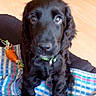 dog, puppy, black_dog, long_hair, floppy_ears, brown_eyes, sitting, portrait, pet, canine, animal, blanket, plaid, colorful, toy, carrot_toy, wooden_floor, indoors, close_up, cute