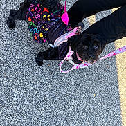 Pepper joined the competition — help win amazing prizes! dog, dogs, black_dog, small_dog, pet, animal, outdoor, street, asphalt, pavement, harness, leash, clothing, costume, colorful, pink, fashionable, sitting, standing, portrait