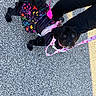 dog, dogs, black_dog, small_dog, pet, animal, outdoor, street, asphalt, pavement, harness, leash, clothing, costume, colorful, pink, fashionable, sitting, standing, portrait