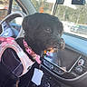 Pepper is registered to the contest to win money with this photo: dog, black_dog, small_dog, fluffy, pet, animal, pink_harness, collar, car, car_interior, passenger_seat, dashboard, steering_wheel, rearview_mirror, windshield, outdoor, daylight, portrait, sitting, travel