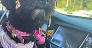 Pepper is registered to the contest to win money with this photo: dog, black_dog, fluffy, small_dog, pet, animal, pink_harness, collar, car, vehicle, dashboard, car_interior, passenger_seat, driving, road_trip, outdoor, sunlight, portrait, looking_away, cute