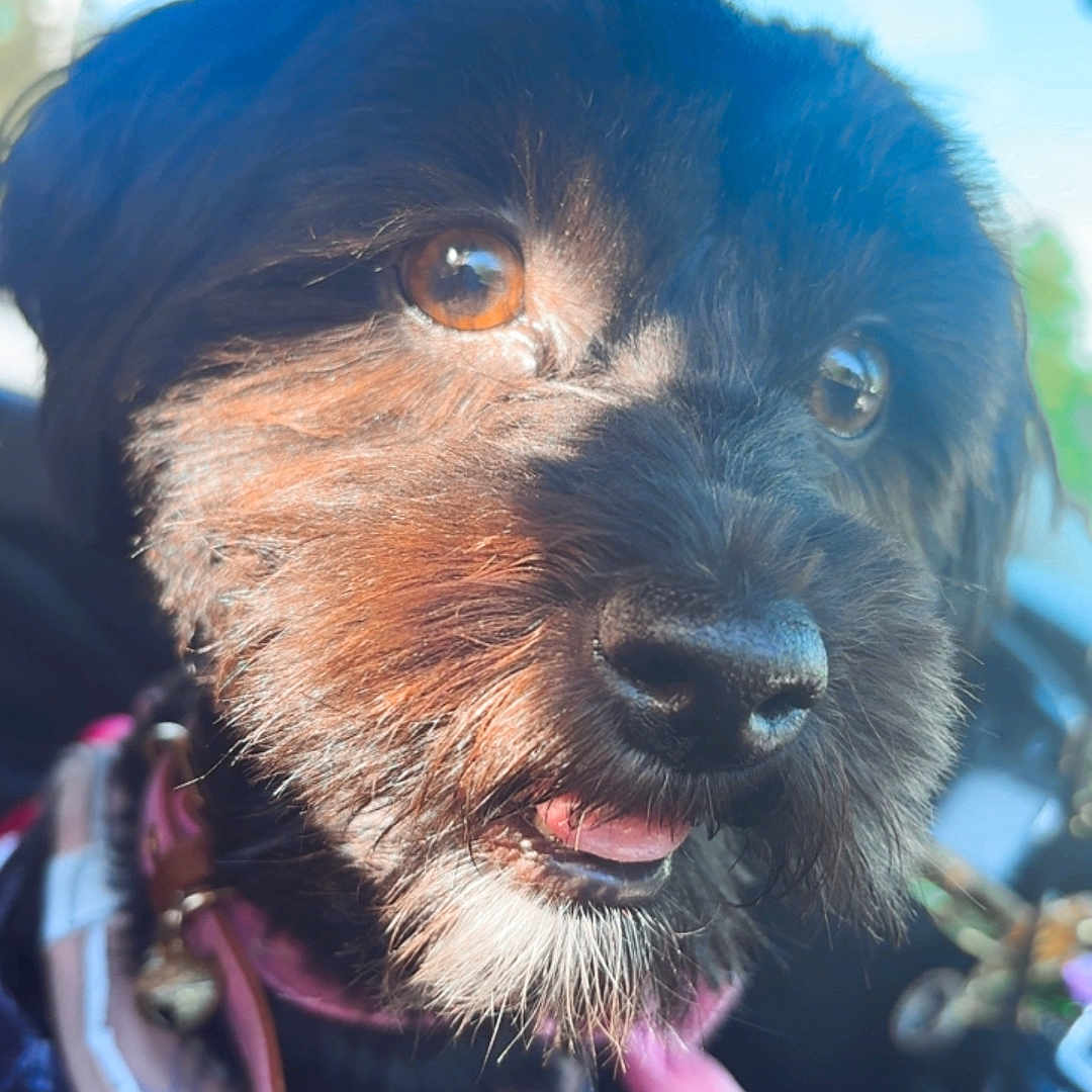 Pepper
