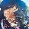 Pepper is registered to the contest to win money with this photo: dog, canine, puppy, shaggy_fur, black_fur, brown_fur, white_fur, fluffy, portrait, close_up, face, eyes, nose, tongue, smiling, harness, pet, car, vehicle, outdoor