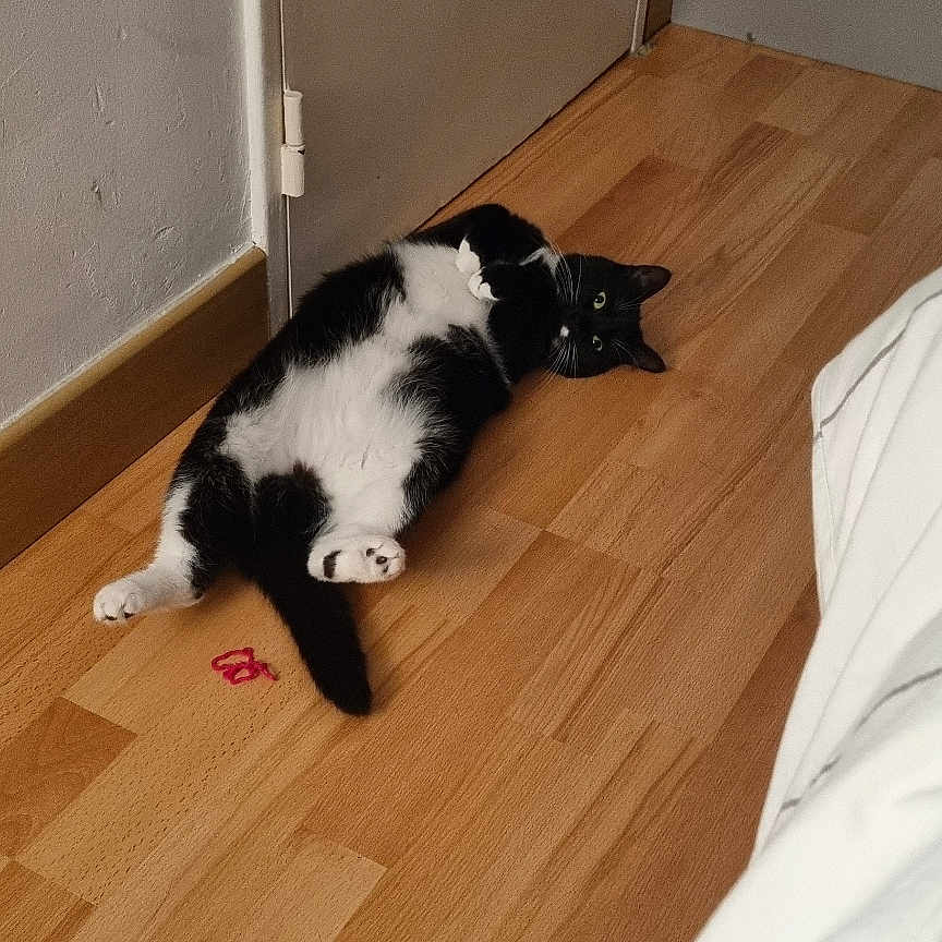 Rubis participe au concours pour gagner de l'argent avec cette photo : animal, black_and_white, cat, closeup, cozy, curious, domestic, door, feline, floor, fur, home, indoor, lying_down, paws, pet, playful, relaxed, whiskers, wooden_floor