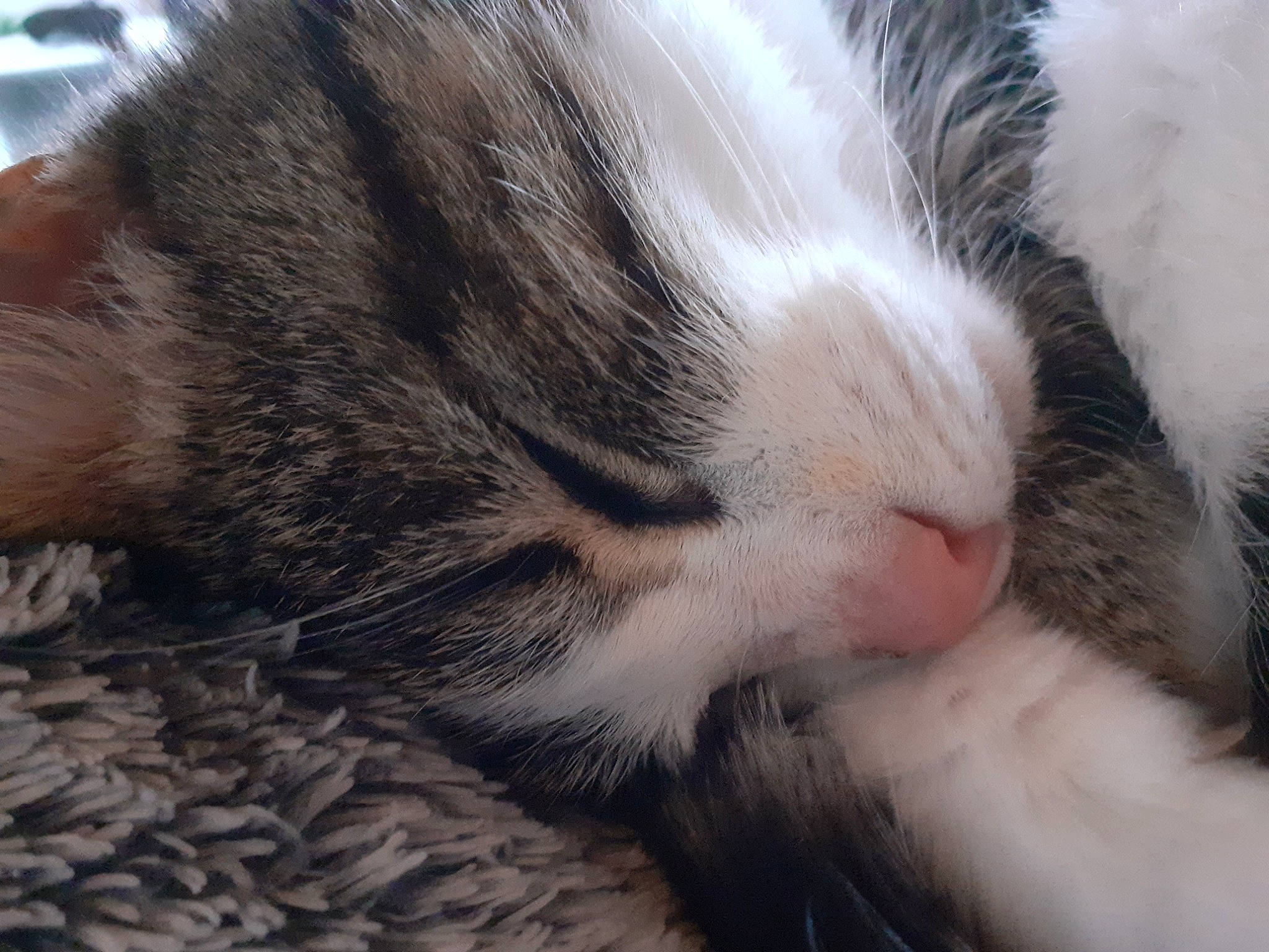 Minette participe au concours pour gagner de l'argent avec cette photo : carnivore, cat, claw, comfort, domestic_short_haired_cat, felidae, fur, nap, paw, sleep, small_to_medium_sized_cats, snout, tail, whiskers