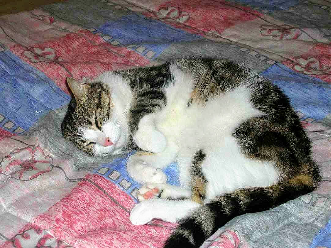 Minette a rejoint le concours — aidez-le/la à gagner de superbes lots ! bedding, carnivore, cat, claw, comfort, domestic_short_haired_cat, felidae, fur, linens, mammal, nap, paw, sleep, small_to_medium_sized_cats, snout, tail, textile, vertebrate, whiskers