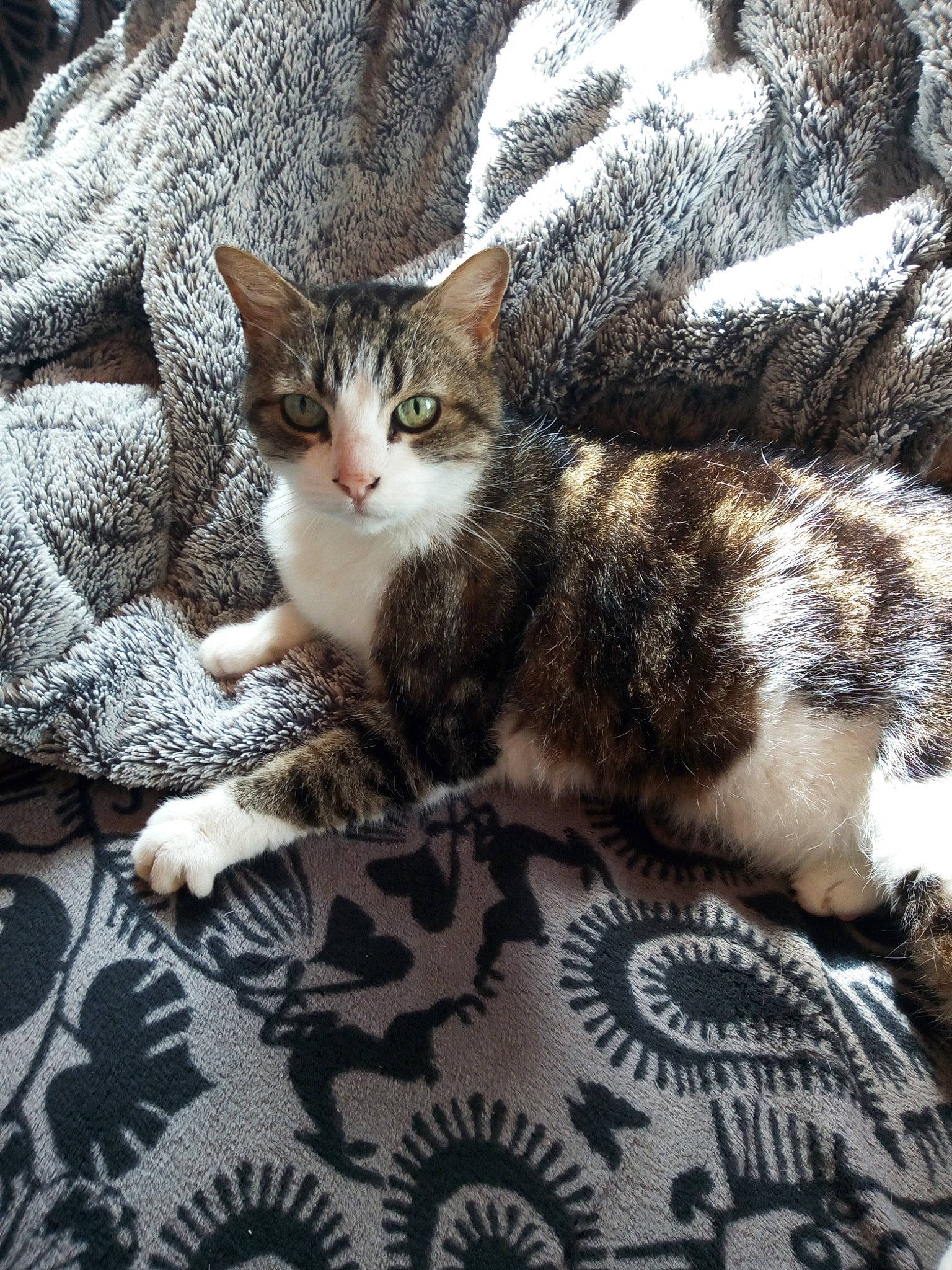 Minette participe au concours pour gagner de l'argent avec cette photo : carnivore, cat, claw, comfort, domestic_short_haired_cat, felidae, flooring, fur, nap, paw, sitting, sleep, small_to_medium_sized_cats, snout, tail, terrestrial_animal, tree, whiskers, wood