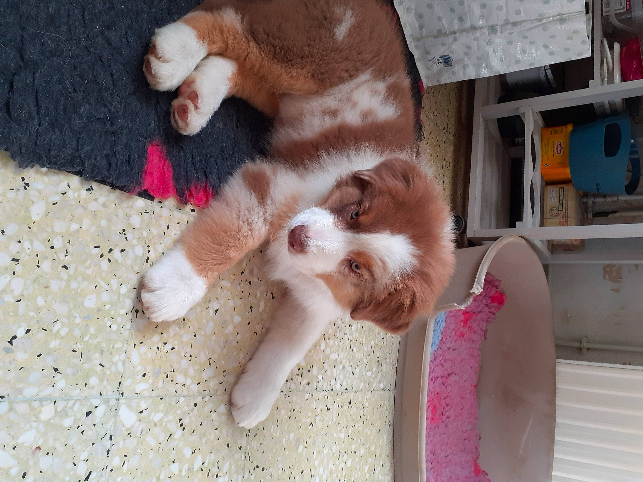 Simba participe au concours pour gagner de l'argent avec cette photo : canidae, carnivore, cavalier_king_charles_spaniel, claw, companion_dog, dog, dog_breed, fawn, felidae, flooring, fur, liver, paw, small_to_medium_sized_cats, snout, spaniel, sporting_group, tail, whiskers, working_animal