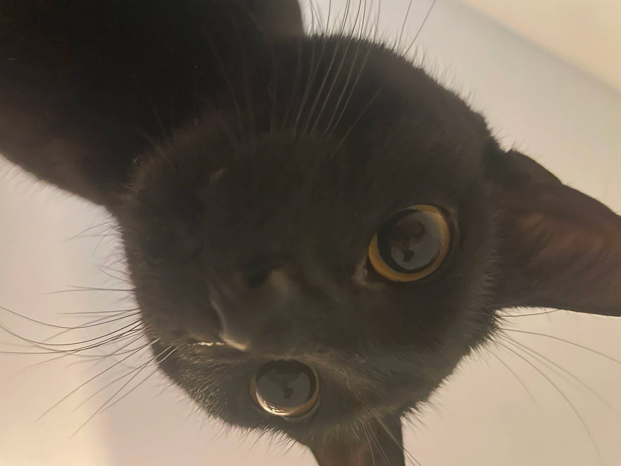 Lea joined the competition — help win amazing prizes! black_cat, bombay, carnivore, cat, domestic_short_haired_cat, ear, eye, felidae, fur, small_to_medium_sized_cats, snout, tail, terrestrial_animal, whiskers