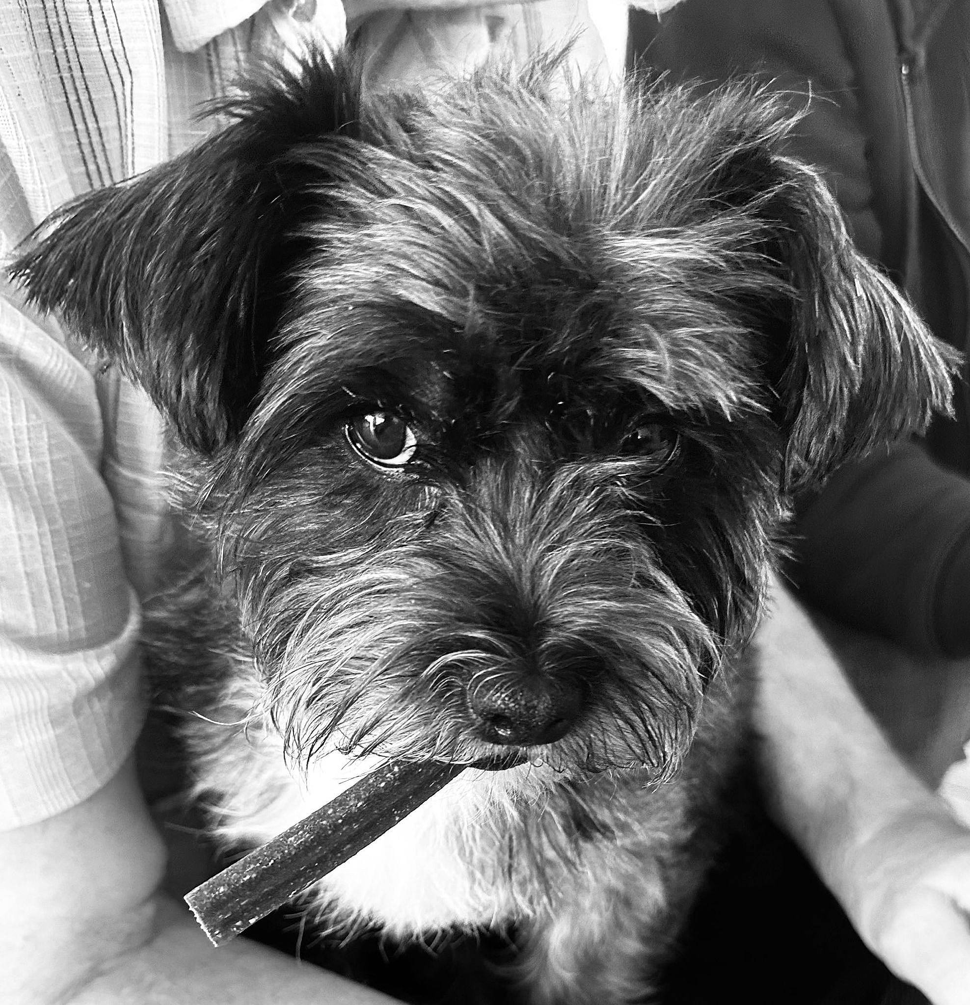 Nessy a rejoint le concours — aidez-le/la à gagner de superbes lots ! canidae, carnivore, comfort, companion_dog, dog, dog_breed, fur, monochrome, monochrome_photography, puppy, schnauzer, shih_poo, small_terrier, snout, sporting_group, terrestrial_animal, terrier, toy_dog, whiskers, working_animal