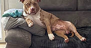 Oslow participe au concours pour gagner de l'argent avec cette photo : blanket, brindle, brown_fur, coffee_table, couch, dog, floppy_ears, indoor, living_room, lying_down, paws, pet, pillow, pink_nose, pit_bull, relaxed, remote_control, sitting, sofa, white_fur